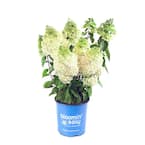 2 Gal. Moonrock Hardy Hydrangea (Paniculata) Live Shrub, Cream and Lime Green Flowers