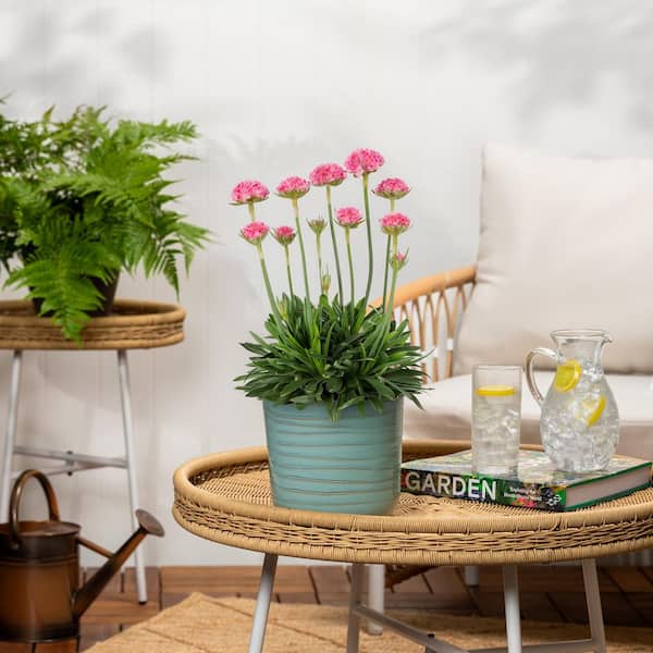 Vigoro 1.5 PT Armeria Thrift 'Dreameria Daydream'' White Perennial