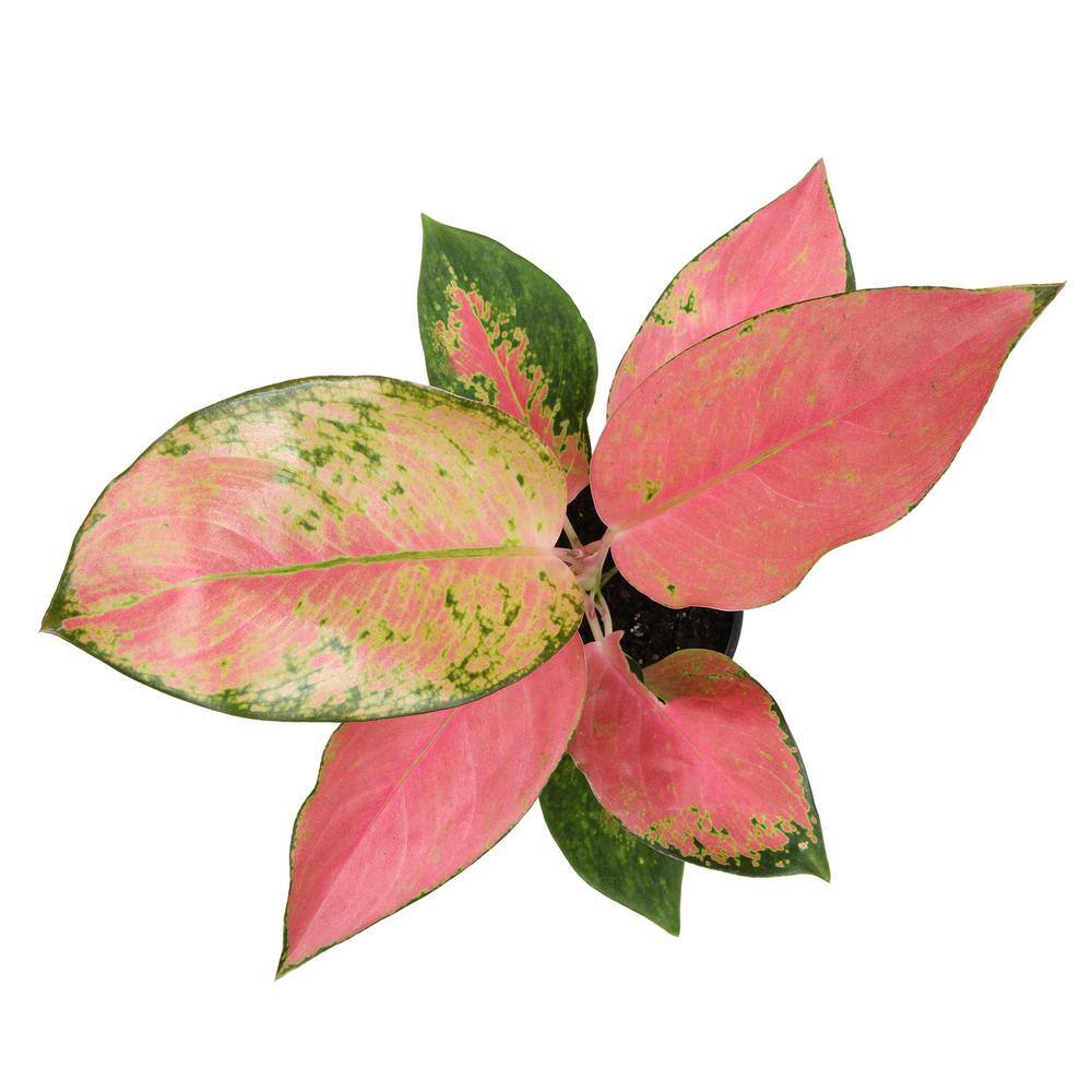 Aglaonema China Red Pink Indoor Houseplant in White Pot