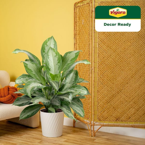 Aglaonema Silver Bay Indoor Plant in 12 in. Decor Pot, Avg. Shipping Height 32-40 in. Tall