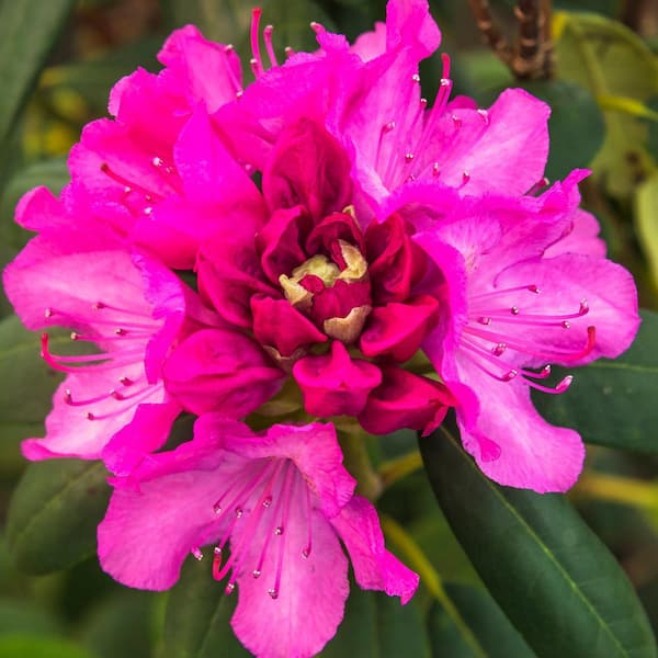 DIRECT GARDENING 1 Gal. Pot, Roseum Pink Flowering Rhododedron Broadleaf  Evergreen Shrub (1-Pack) 96190 - The Home Depot