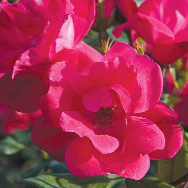 Knock Out Rose 1 Gal. Red Knock Out Rose - Live Blooming Shrub