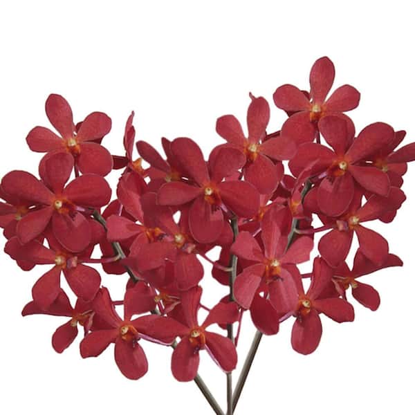 Globalrose 20 Red Salaya Mokara Orchid Flowers Fresh Flower Delivery