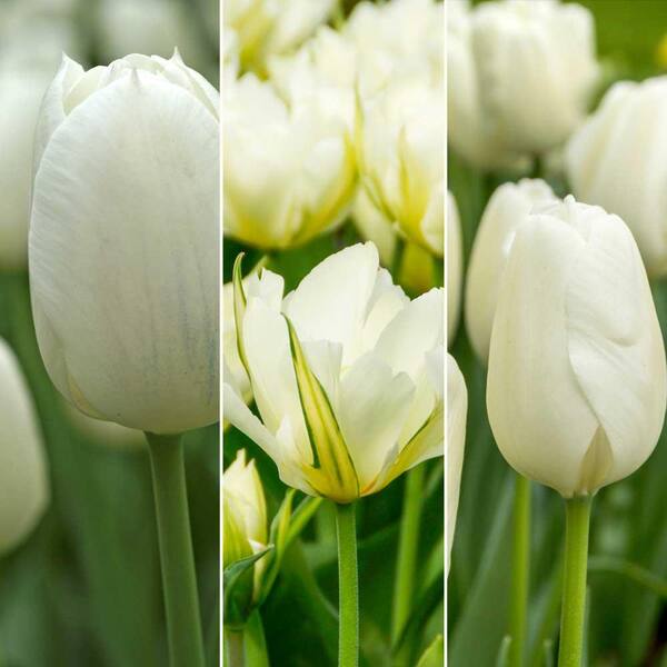 Bloomsz All Season White Tulip Mix (15-Pack)