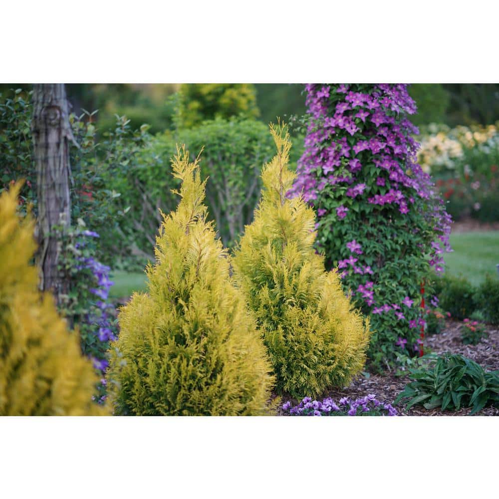 5-Foot Golden Thuja Plicata Evergreen Shrub