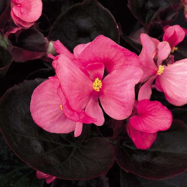 ALTMAN PLANTS #1 2.6 Qt. Rose Begonia Plant