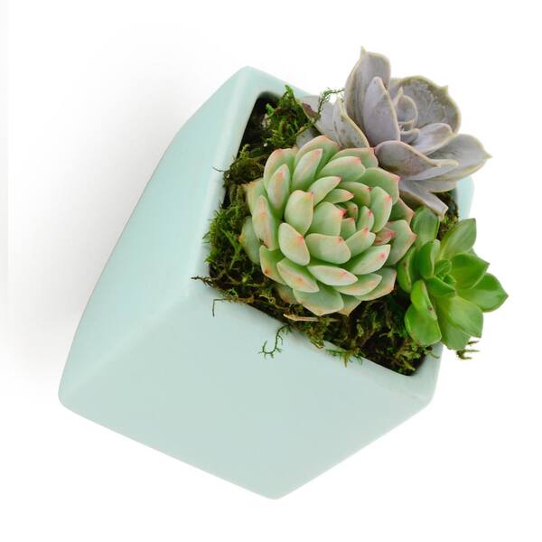 Arcadia Garden Products - Cube 3-1/2 in. x 4 in. Mint Ceramic Wall Planter