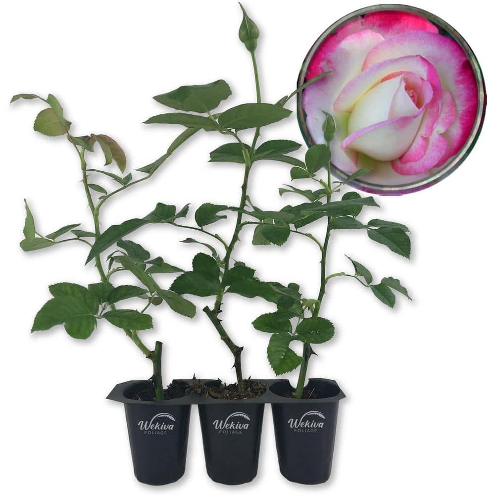 Cherry Parfait Rose Bush -3 Live Starter Plants in 2 in. Pots-Beautiful Rose from Florida price history on PriceWatchPro