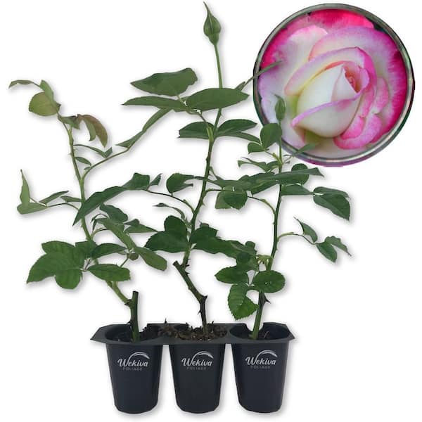Wekiva Foliage Cherry Parfait Rose Bush -3 Live Starter Plants in 2 in. Pots-Beautiful Rose from Florida