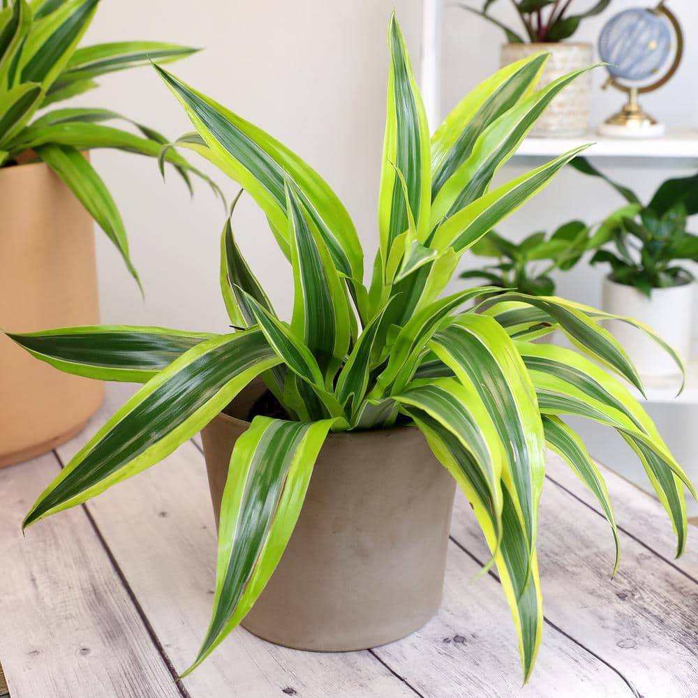 Dracaena Lemon Lime Indoor/Outdoor Plant in Black Plastic Pot