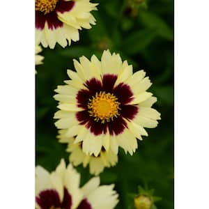 3 in. Uptick Cream and Red Bloom Coreopsis Plant (3-Piece)