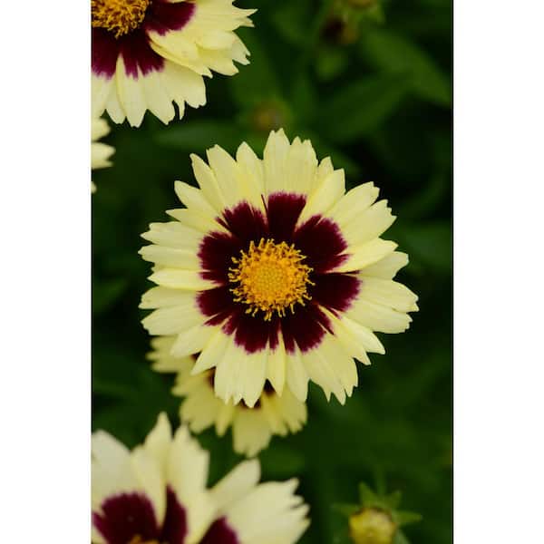 national PLANT NETWORK 3 in. Uptick Cream and Red Bloom Coreopsis Plant (3-Piece)