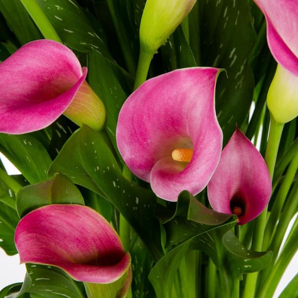 2 QT. Calla Lily Captain Cheerio Perennial Plant with Pink Flowers