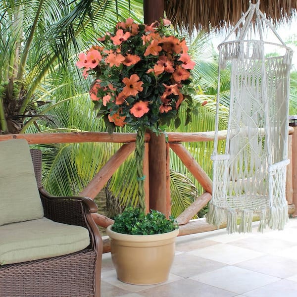 national PLANT NETWORK 2 gal. Hibiscus Peach Braided Annual Tree