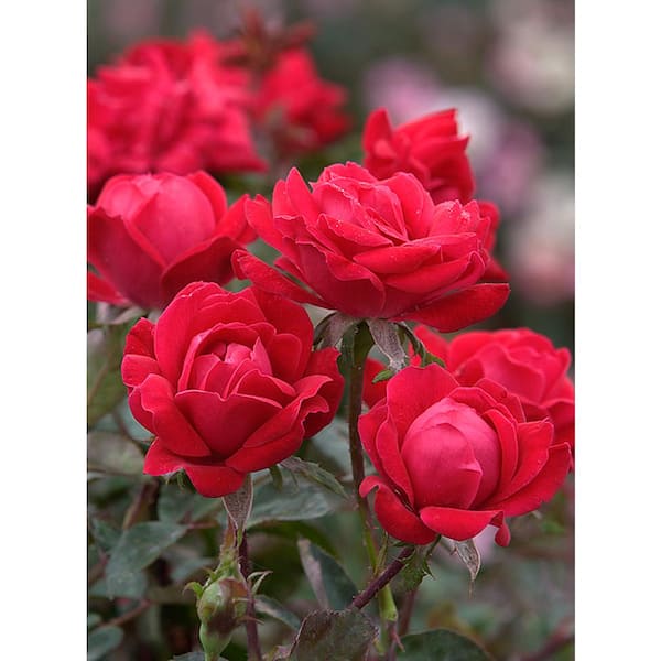 1 Gal. Red Double Knock Out Rose Bush with Cherry Red Flowers