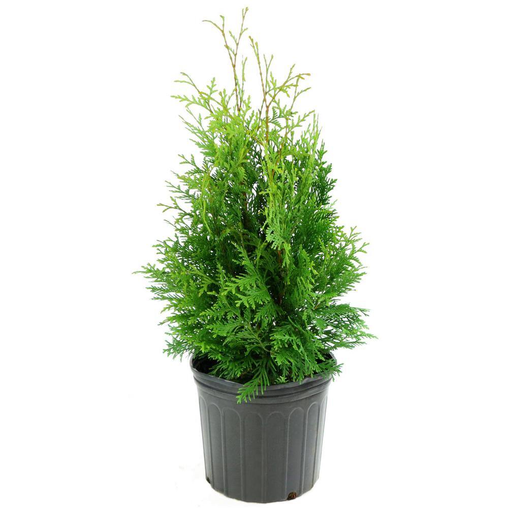 national PLANT NETWORK 2.25 Gal. Live Table Top Christmas Tree Green ...