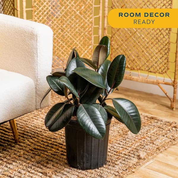 Costa Farms Burgundy Rubber Indoor Plant in 8.75 in. Grower Pot Avg. Shipping Height 2-3 ft. Tall