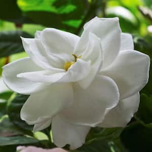 2.25 Gal. Variegated Radicans Gardenia Plant White Blooms