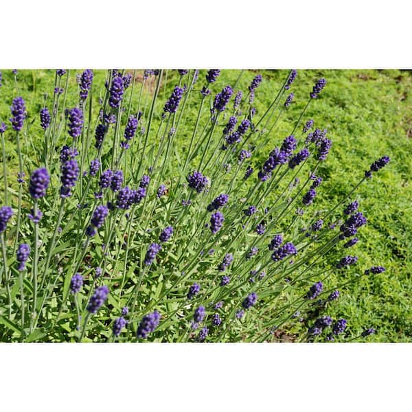 L+ Lavender Hidcote Dark Purple Flowers (2.5QT Size Pot, 6 Live Plants)