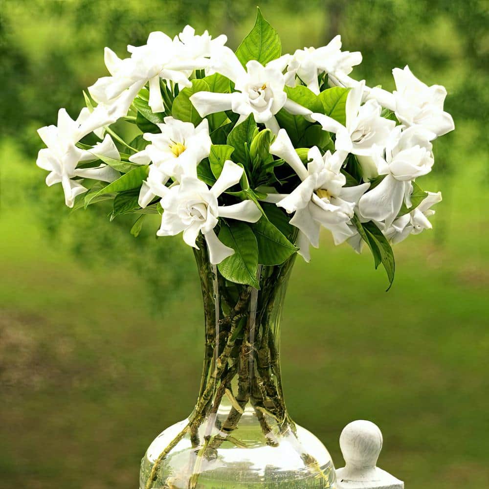 3 Gallon White Gardenia Aimee Evergreen Shrub