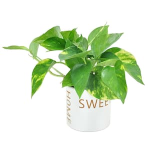Pothos Indoor Plant in 4 in. Home Sweet Home Ceramic Pot, Avg. Shipping Height 8 in. Tall