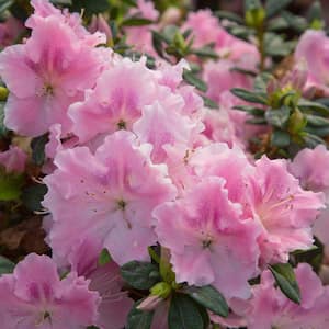1 Gal. Autumn Sweetheart - Pink Re-Blooming Compact Evergreen Shrub