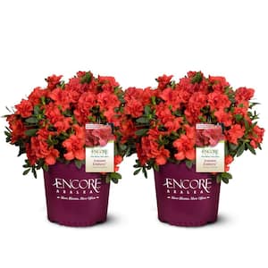 1 Gal. Autumn Embers Azalea Shrub with Red Flowers (2-Pack)
