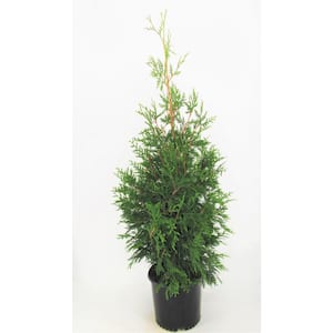 3 Gal. Green Giant Arborvitae (Thuja) Live Evergreen Shrub