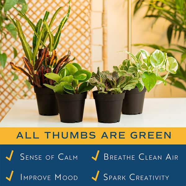 plant grow light indoor LetPot 60-watt Smart Full Spectrum Indoor Plant Grow Lights main image 0