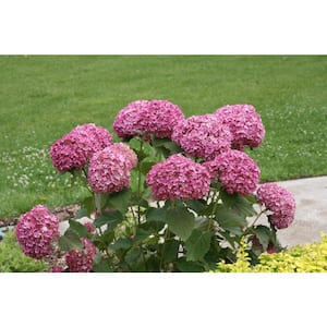 4.5 in. Qt. Invincibelle Mini Mauvette Smooth Hydrangea (Hydrangea arborescens) Live Shrub, Pink Flowers