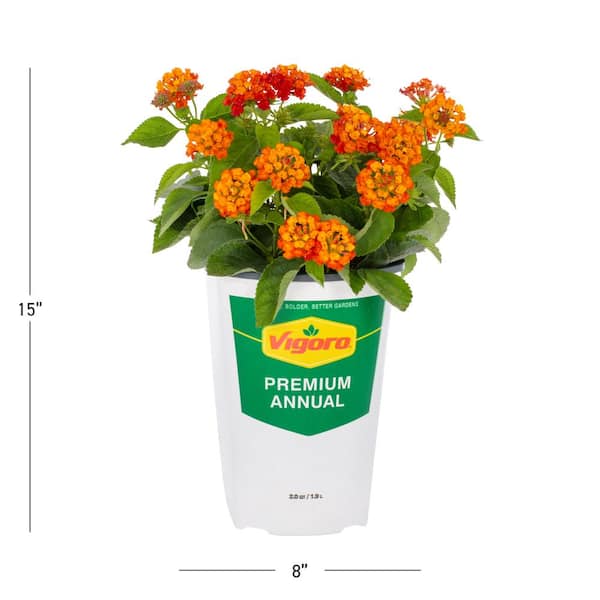 2 QT Lantana 'Bandana Cherry Sunrise' Annual Plant