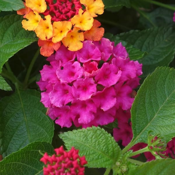 national PLANT NETWORK 2.5 in. Lantana Bloomify Rose Plant (3-Pack)