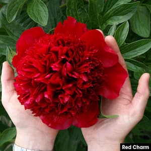 Red Charm Peony (Paeonia), Live Bareroot Perennial Plant, Red Flowers (1-Pack)