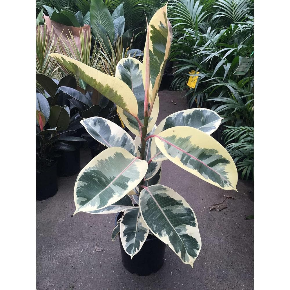 Ficus Tineke-Live Plant in a 10 in. Pot-Ficus Elastica 'Tineke'-Rare Variegated Houseplant-Air Purifying price history on PriceWatchPro