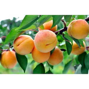 3 ft. Puget Gold Apricot Bare Root Tree with Exceptionally Fast Growing Qualities