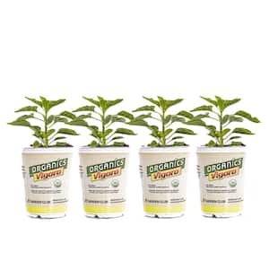 1 qt. Organic Green Pepper Plant (4-Pack)