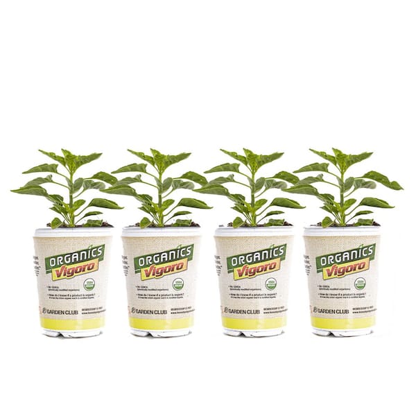 Vigoro 1 qt. Organic Jalapeno Pepper Plant (4-Pack)