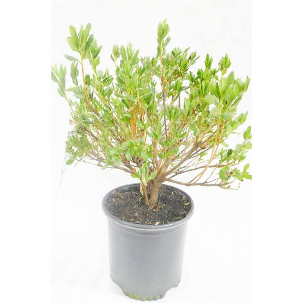 BELL NURSERY 1 Gal. Delaware Valley White Azalea Live Flowering