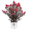 PROVEN WINNERS 2 Gal. Center Stage Red Crape Myrtle Tree with Bright Red Flowers 16887