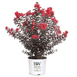 2 Gal. Center Stage Red Crape Myrtle Tree with Bright Red Flowers