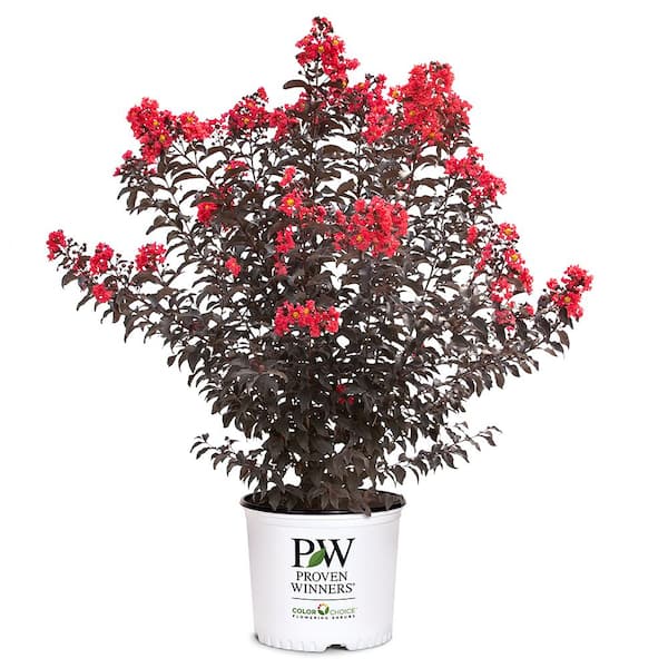 PROVEN WINNERS 2 Gal. Center Stage Red Crape Myrtle Tree with Bright Red Flowers