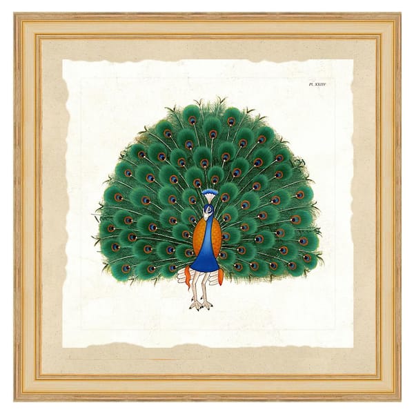Vintage Print Gallery "Exotic peacock II" Framed Archival Paper Wall Art (20 in. x 20 in. Full Size)