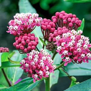 2 in. Pink Flowers Incarnata Swamp Milkweed (Asclepias) Live Potted Perennial Plant (1-Pack)