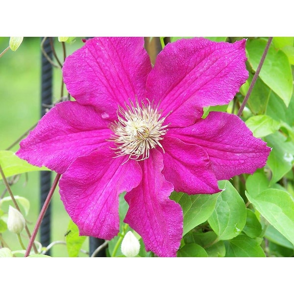 Wekiva Foliage Clematis Ernest Markham - Starter Plant in a 4 in. Growers Pot - Garden Ready - Beautiful Maroon Flowering Vine