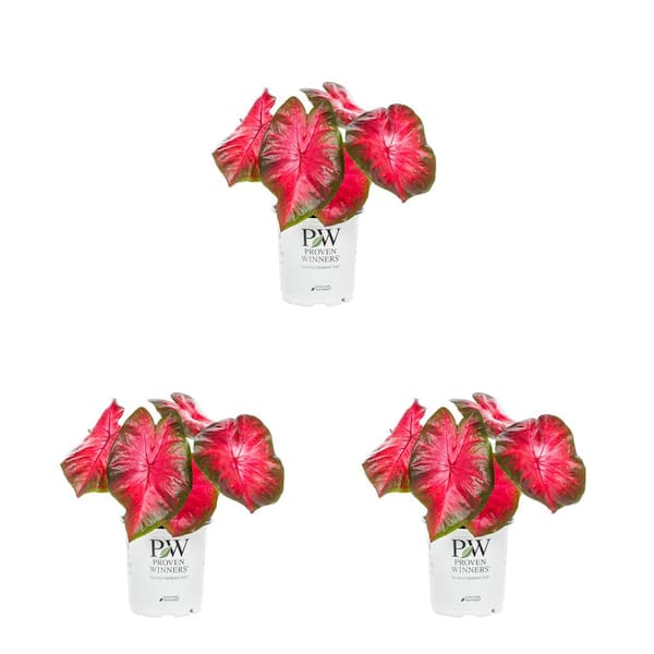 METROLINA GREENHOUSES 2 Qt. Caladium Heart to Heart Hot Flash Red and Green Bicolor Annual Plant (3-Pack)