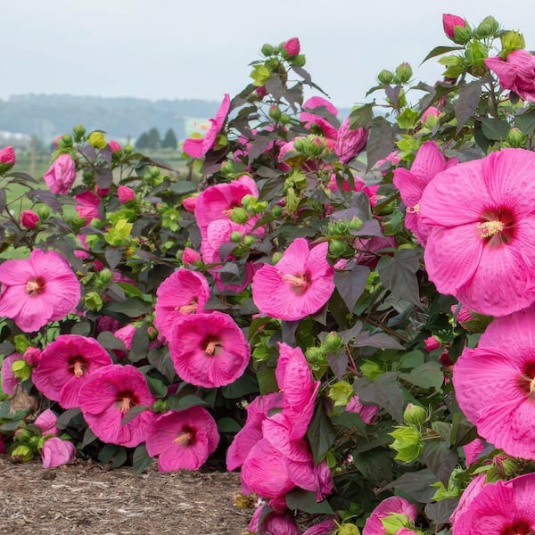 national PLANT NETWORK Bare Root Head Over Heels Passion Hibiscus