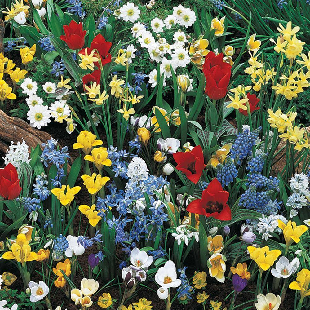 Van Bourgondien Wild Flower Spring Blooming Bulbs Mixture (100Pack