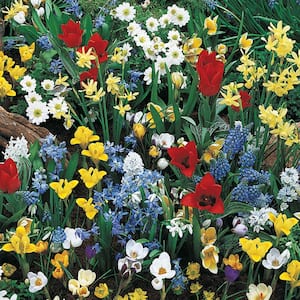 Wild Flower Spring Flowering Dormant Bulb Mixture (100-Pack)