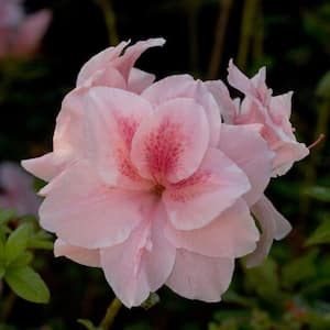 3 Gal. Autumn Belle Shrub with Bicolor Pinkish White and Magenta Reblooming Flowers