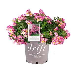 3 Gal. Pink Drift Rose Bush with Pink Flowers